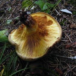 Genre Paxillus