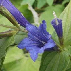 Gentiana