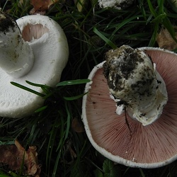 Genre Agaricus