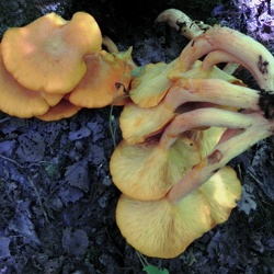 Genre Omphalotus