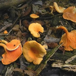 Genre Hygrophoropsis