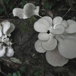 Genre Pleurotus
