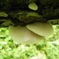 Crepidotus mollis
