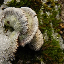 Genre Schizophyllum