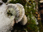 Genre Schizophyllum