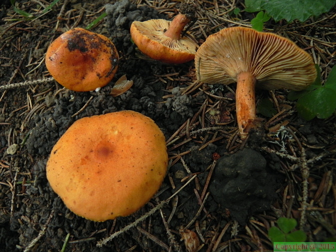 Lactarius aurantiofulvus