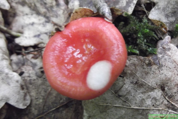 Russula emetica