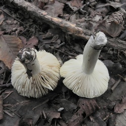 Genre Russula