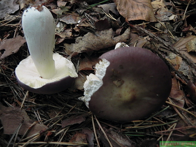 Russula amara