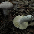 Russula amara