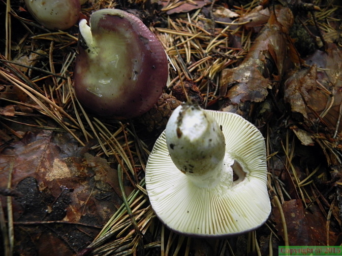 Russula amara