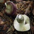 Russula amara