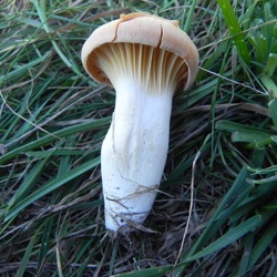 Genre Cuphophyllus
