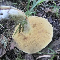 Genre Suillus