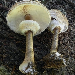 Genre Macrolepiota