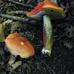 Genre Leccinum
