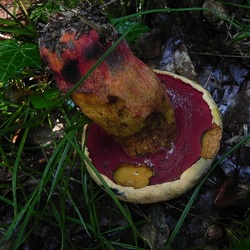 Genre Boletus