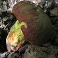 Boletus appendiculatus