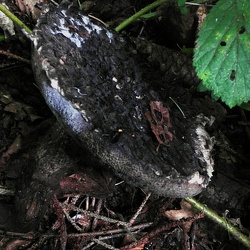 Genre Strobilomyces