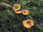 Polyporus tuberaster