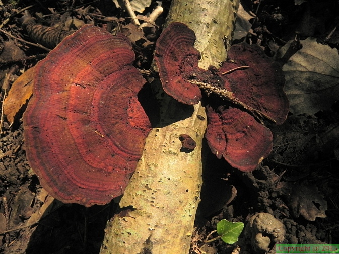 Daedalopsis tricolor
