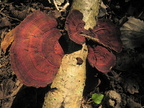Daedalopsis tricolor