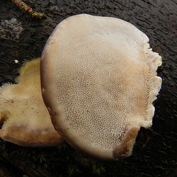 Genre Trametes