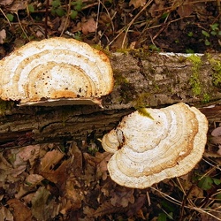 Genre Daedalopsis