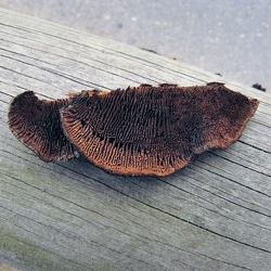 Genre Gloeophyllum