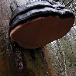 Genre Fomitopsis