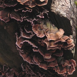 Genre Chondrostereum