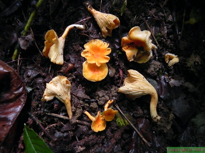 Cantharellus friesii