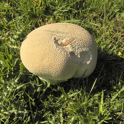 Genre Calvatia