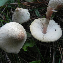 Genre Lepiota