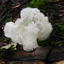 Genre Pseudohydnum