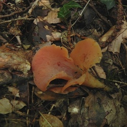 Genre Tremiscus