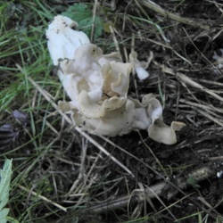 Genre Helvella