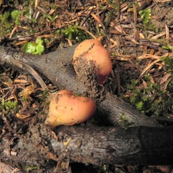 Genre Sarcoscypha