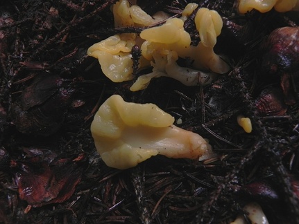 Spathularia flavida