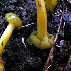 Genre Leotia