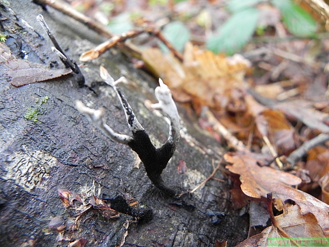 Xylaria hypoxylon