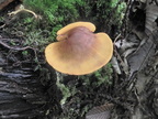 Cortinarius semisanguineus