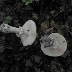 Genre Limacella