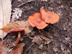 Cortinarius phoeniceus