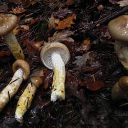 Genre Hygrophorus