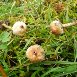 Genre Tulostoma