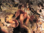 Cortinarius anthracinus