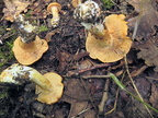Cortinarius rubicundulus