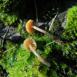 Genre Galerina
