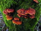 Pycnoporellus fulgens